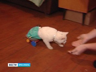 Ярославец вернул к жизни кота-инвалида